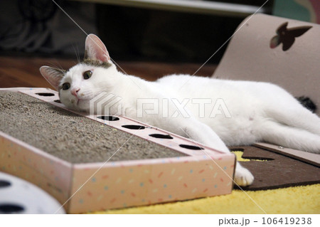 Playful scene of a Japanese Bobtail cat hiding in a cat house 106419238