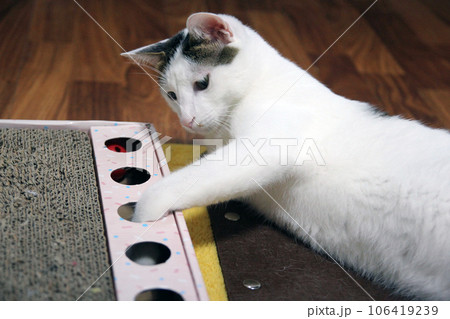 Playful scene of a Japanese Bobtail cat hiding in a cat house Playful scene of a Japanese Bobtail cat hiding in a cat house 106419239