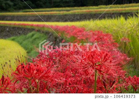 棚田をバックに曼珠沙華の花畑 棚田をバックに曼珠沙華の花畑 106419373