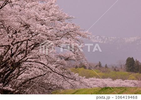 岩手県岩手郡雫石町根堀　さくらの名所雫石川園地のソメイヨシノ桜並木と残雪の秋田駒ケ岳などの景色 106419468