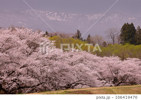 岩手県岩手郡雫石町根堀 さくらの名所雫石川園地のソメイヨシノ桜並木と残雪の秋田駒ケ岳などの景色 岩手県岩手郡雫石町根堀 さくらの名所雫石川園地のソメイヨシノ桜並木と残雪の秋田駒ケ岳などの景色 106419470