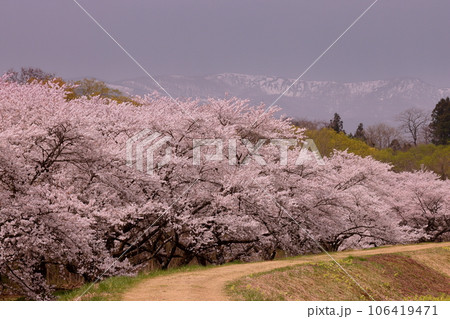 岩手県岩手郡雫石町根堀　さくらの名所雫石川園地のソメイヨシノ桜並木と残雪の秋田駒ケ岳などの景色 106419471