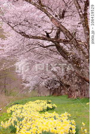 岩手県岩手郡雫石町根堀 さくらの名所雫石川園地のソメイヨシノ桜並木のトンネルとラッパスイセン 岩手県岩手郡雫石町根堀 さくらの名所雫石川園地のソメイヨシノ桜並木のトンネルとラッパスイセン 106419529