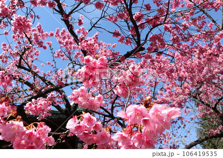 寒緋桜 寒緋桜 106419535