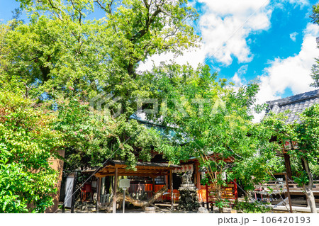 京都市中京区の武信稲荷神社　御神木　エノキ 106420193