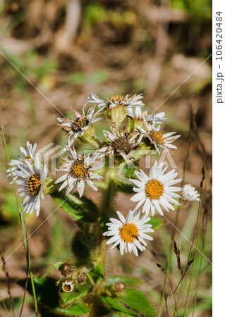 Aster ageratoides white flowers with yellow stamens. , Found in northern Thailand on the Chiang Dao mountain range 106420484