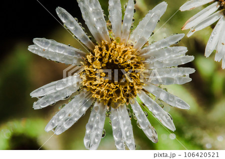 Aster ageratoides white flowers with yellow stamens 106420521