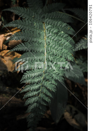 Green fern leaves in nature, wallpaper with fern leaf pattern, green fern leaf background. 106420791