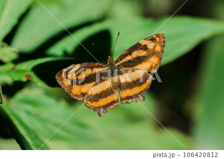 A butterfly on a leaf, Athyma nefte, is found in open, forested areas. 106420812
