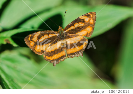 A butterfly on a leaf, Athyma nefte, is found in open, forested areas. A butterfly on a leaf, Athyma nefte, is found in open, forested areas. 106420815