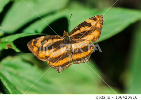 A butterfly on a leaf, Athyma nefte, is found in open, forested areas. A butterfly on a leaf, Athyma nefte, is found in open, forested areas. 106420816