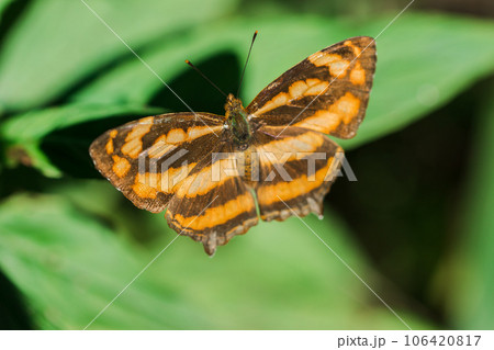 A butterfly on a leaf, Athyma nefte, is found in open, forested areas. A butterfly on a leaf, Athyma nefte, is found in open, forested areas. 106420817