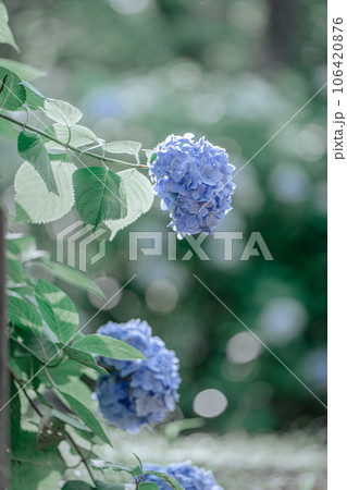 青い紫陽花とバブルボケ 青い紫陽花とバブルボケ 106420876