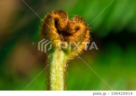 Top green fern curls Macro shot, ferns are green plants without flowers in the forest. Top green fern curls Macro shot, ferns are green plants without flowers in the forest. 106420914