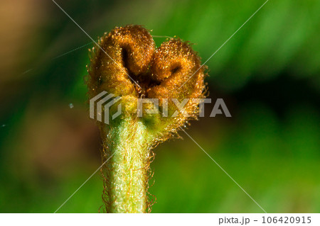 Top green fern curls Macro shot, ferns are green plants without flowers in the forest. 106420915