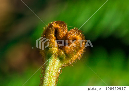 Top green fern curls Macro shot, ferns are green plants without flowers in the forest. 106420917