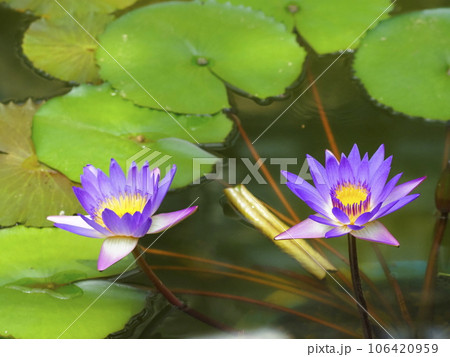 スイレン 106420959