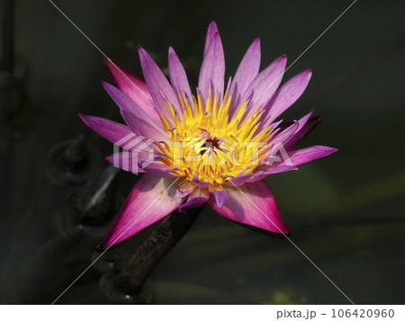 スイレン 106420960