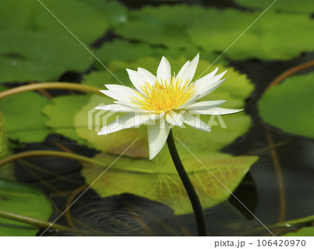 スイレン 106420970