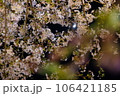 夜桜 106421185