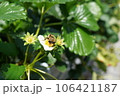 いちごの花にミツバチ 106421187