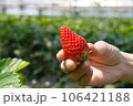 もぎたてイチゴ 106421188