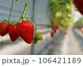 いちご狩り農園のハウスに広がるいちご 106421189