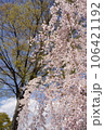 満開になった桜の木 106421192