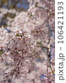 桜の花が咲いています 106421193