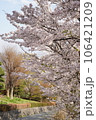 満開の桜 106421209