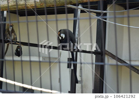 旭山動物園のブラッザグエノン 旭山動物園のブラッザグエノン 106421292