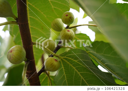 イチジク、いちじく、クワ科、ficus、carica、果実、木、樹木、葉、実、果物、フルーツ、甘い、 イチジク、いちじく、クワ科、ficus、carica、果実、木、樹木、葉、実、果物、フルーツ、甘い、 106421328