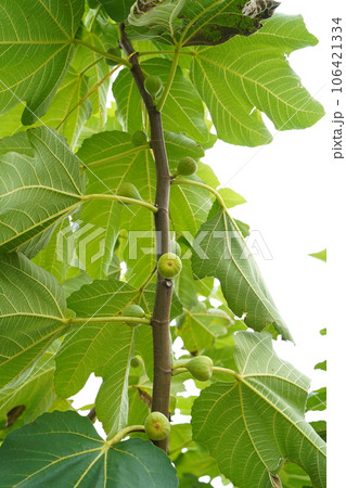 イチジク、いちじく、クワ科、ficus、carica、果実、木、樹木、葉、実、果物、フルーツ、甘い、 イチジク、いちじく、クワ科、ficus、carica、果実、木、樹木、葉、実、果物、フルーツ、甘い、 106421334