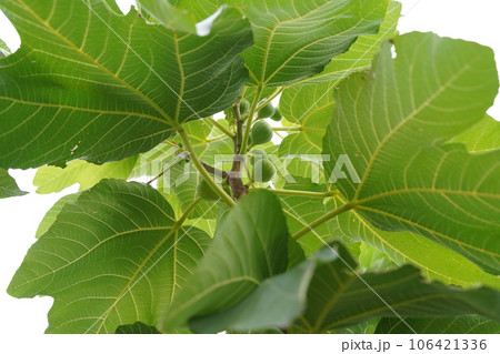 イチジク、いちじく、クワ科、ficus、carica、果実、木、樹木、葉、実、果物、フルーツ、甘い、 106421336