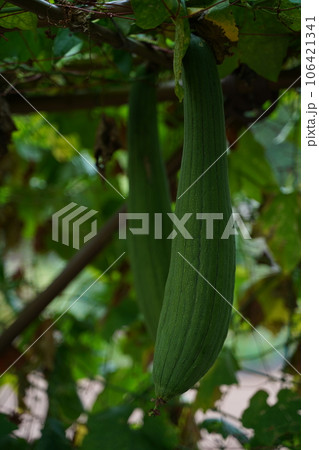へちま、ヘチマ、実、葉、緑、大きい、ヘチマの実、 植物、緑、野外、日本、東京、自然、薬用植物園、植物 へちま、ヘチマ、実、葉、緑、大きい、ヘチマの実、 植物、緑、野外、日本、東京、自然、薬用植物園、植物 106421341