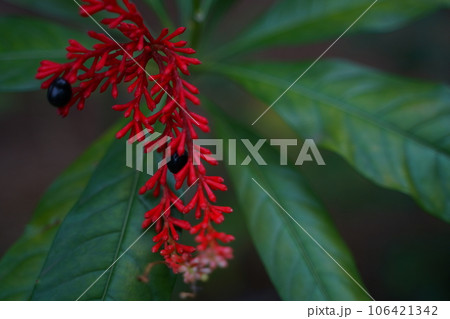 インドジャボク、薬草、血圧、インド、民間薬、レセルピン、鎮痛剤、赤い、実、花、 植物、緑、野外、日本 106421342