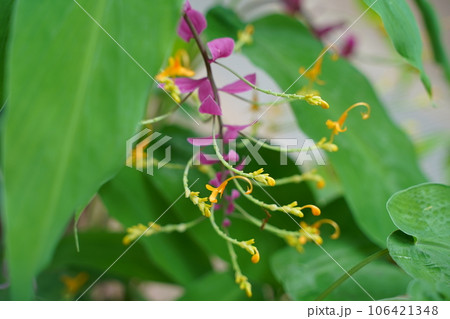 グロッバウィニティー、ショウガ科、globba、winitii、シャムの舞姫、タイ、 花、植物、緑、 106421348