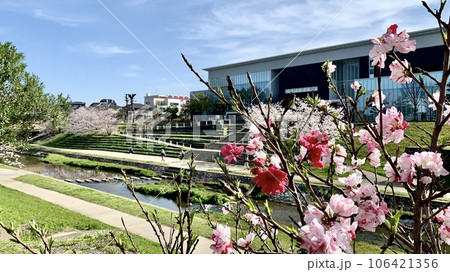 満開の花桃、桜と岡崎市図書館交流プラザ( Libra、りぶら)〈伊賀川右岸/愛知県岡崎市〉 106421356