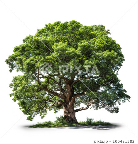 Image of big green tree on a white background. Nature. Illustration, Generative AI. 106421382