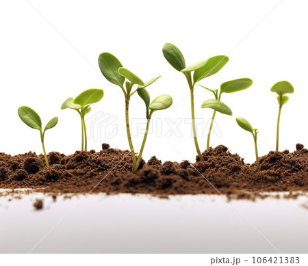 Image of sprout plant sprouted from a seed on a white background. Nature. Illustration, Generative AI. 106421383