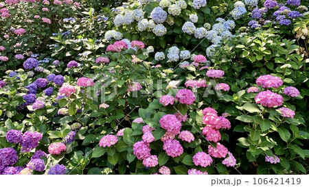 斜面に咲き乱れる色とりどりの紫陽花〈形原温泉あじさいの里/愛知県蒲郡市〉 斜面に咲き乱れる色とりどりの紫陽花〈形原温泉あじさいの里/愛知県蒲郡市〉 106421419