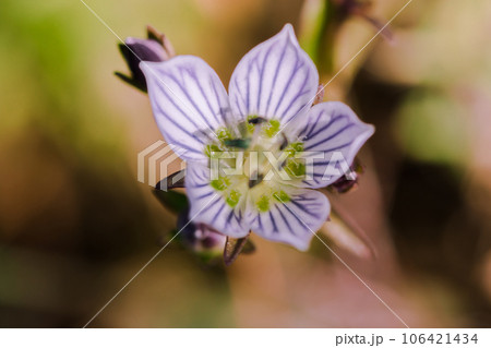 Swertia striata Coll. Beautiful white blooming in nature. Found in Burma and northern Thailand. 106421434