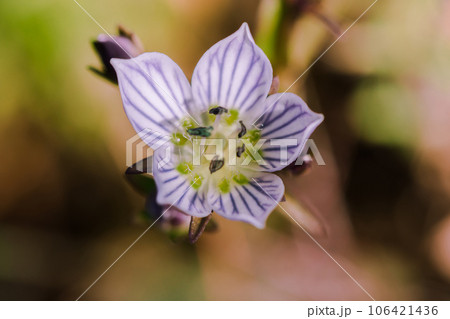 Swertia striata Coll. Beautiful white blooming in nature. Found in Burma and northern Thailand. Swertia striata Coll. Beautiful white blooming in nature. Found in Burma and northern Thailand. 106421436