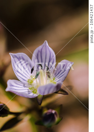 Swertia striata Coll. Beautiful white blooming in nature. Found in Burma and northern Thailand. Swertia striata Coll. Beautiful white blooming in nature. Found in Burma and northern Thailand. 106421437