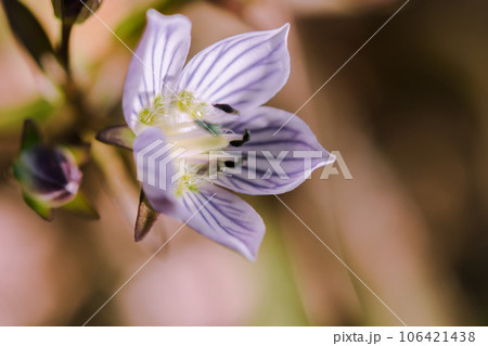 Swertia striata Coll. Beautiful white blooming in nature. Found in Burma and northern Thailand. Swertia striata Coll. Beautiful white blooming in nature. Found in Burma and northern Thailand. 106421438