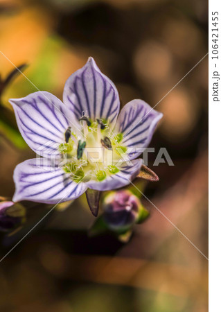 Swertia striata Coll. Beautiful white blooming in nature. Found in Burma and northern Thailand. Swertia striata Coll. Beautiful white blooming in nature. Found in Burma and northern Thailand. 106421455