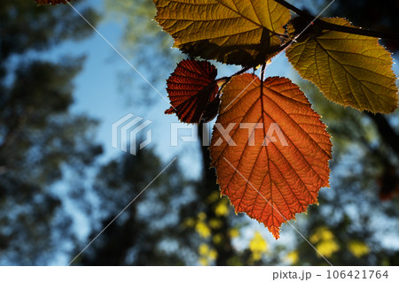 Selective focus of fresh red common hazel leaf illuminated by the sun. Selective focus of fresh red common hazel leaf illuminated by the sun. 106421764