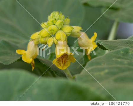 食虫植物のキバナツノゴマ 食虫植物のキバナツノゴマ 106421770