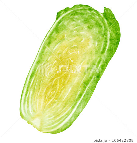 watercolor chinese cabbage kimchi clipart watercolor chinese cabbage kimchi clipart 106422809