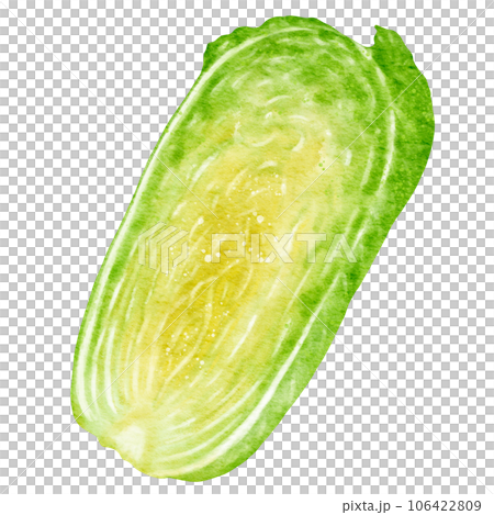 watercolor chinese cabbage kimchi clipart 106422809